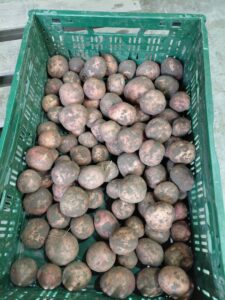 Bildtstar aardappel