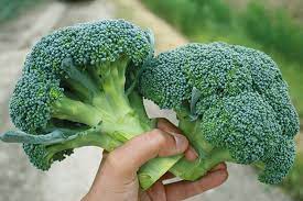 Broccoli