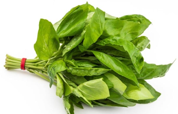 Basilicum bosje