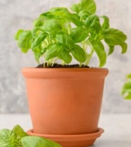 Basilicum plantje