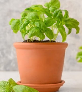 Basilicum plantje