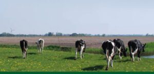 Cropped banner friesvleespakket