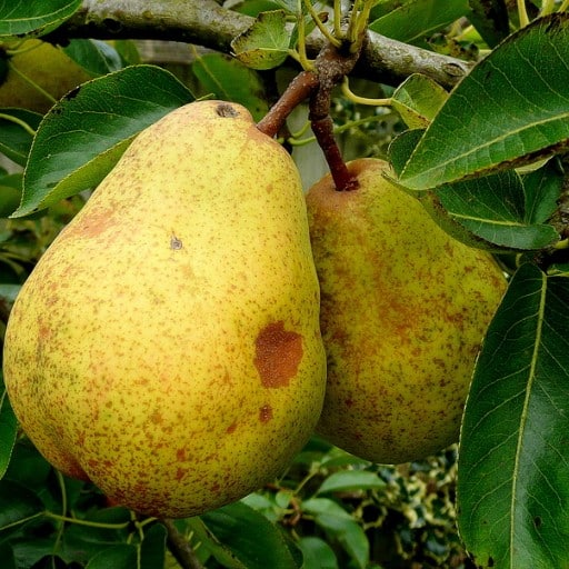Williams peer